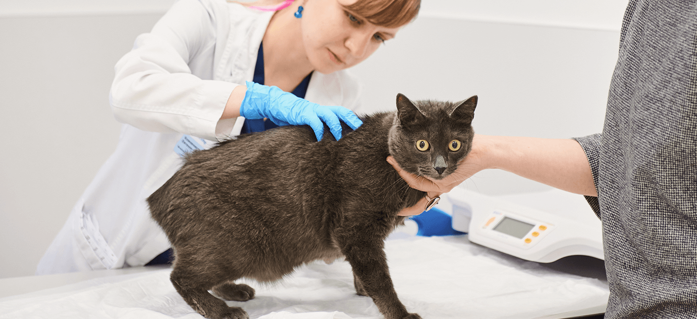 Породная предрасположенность (Дерматология)