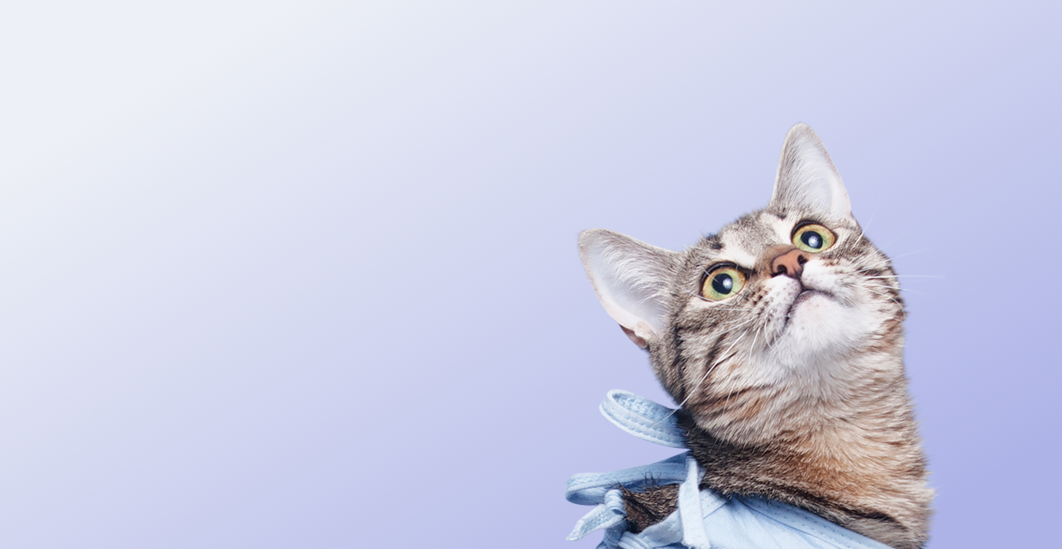 Предложение-6. Версия планшета