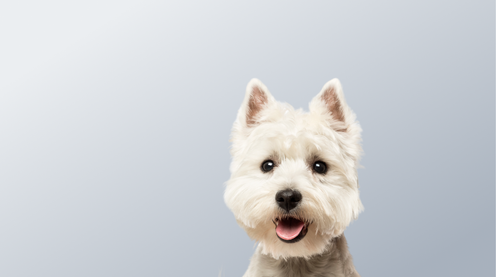 Предложение-5