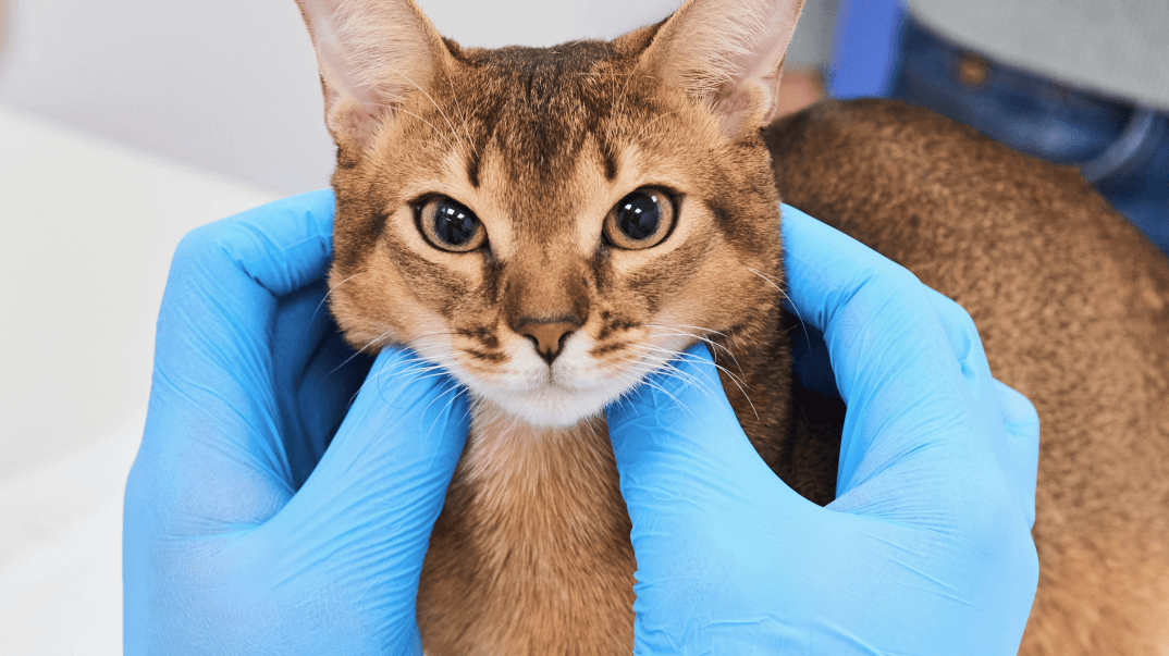 Изображения блока-0