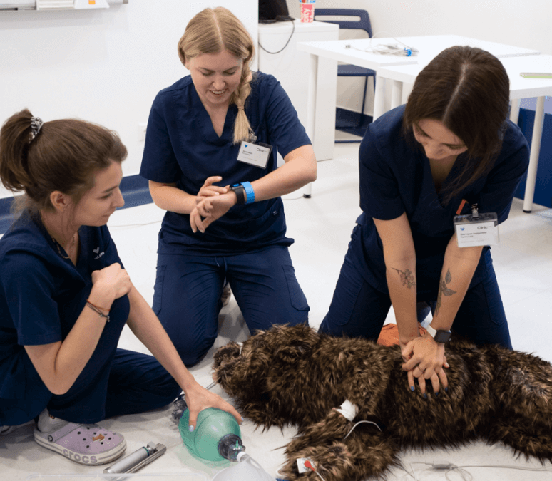 врачи vetcity clinic