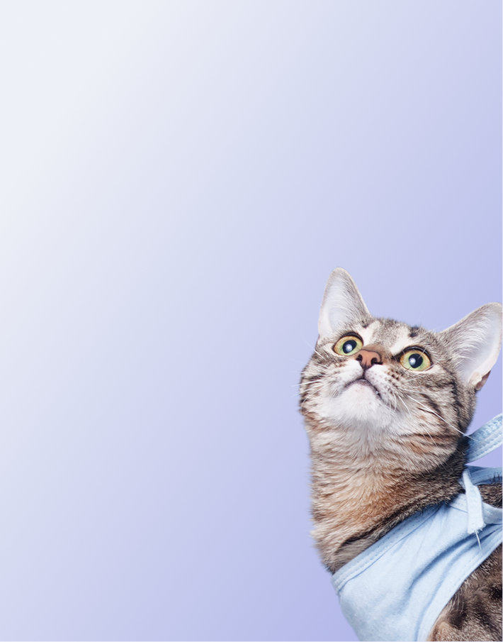 Предложение-6. Мобильная версия