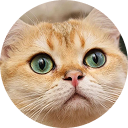 Честер