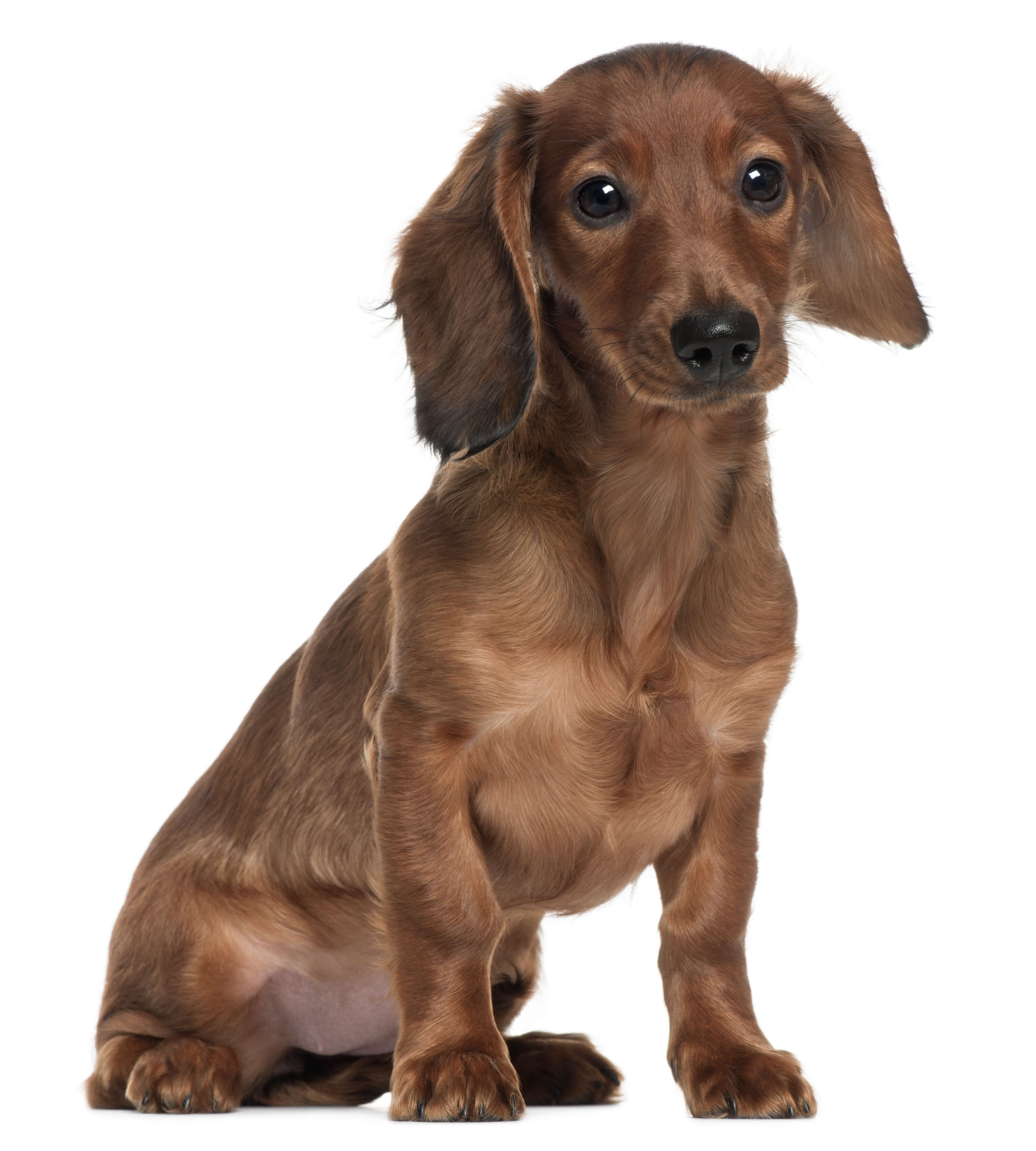 Кастрация кобеля крипторха (абдоминальный)