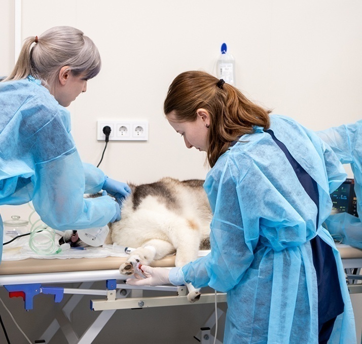 Питомец едет к ветеринару