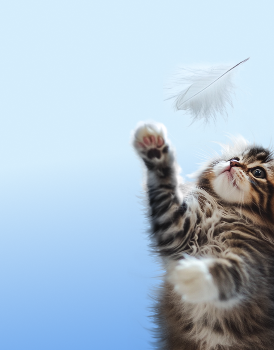 Предложение-10. Мобильная версия