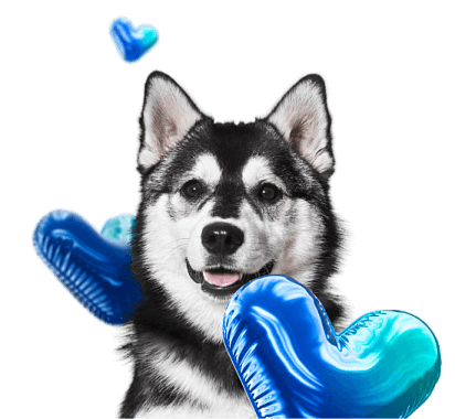 Сеть многопрофильных ветеринарных клиник