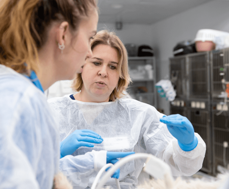 врачи vetcity clinic