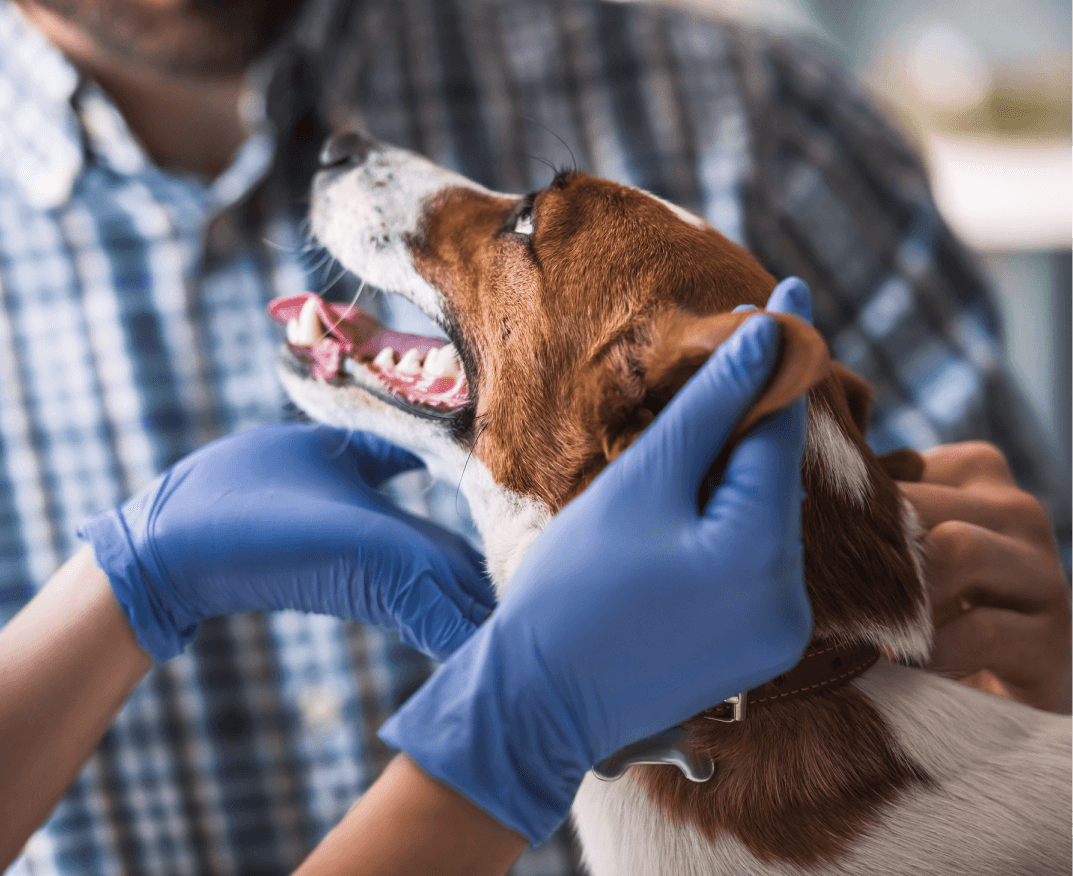 ТРИАЖ (Реанимация)