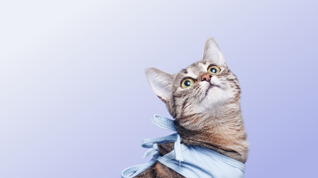 Предложение-6