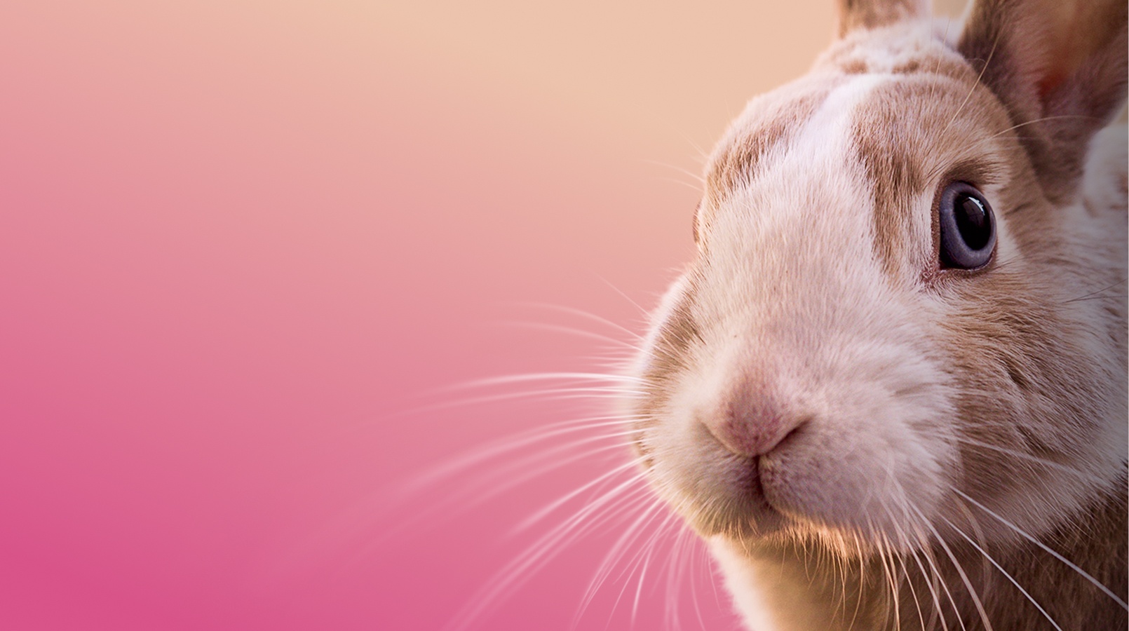 Предложение-1