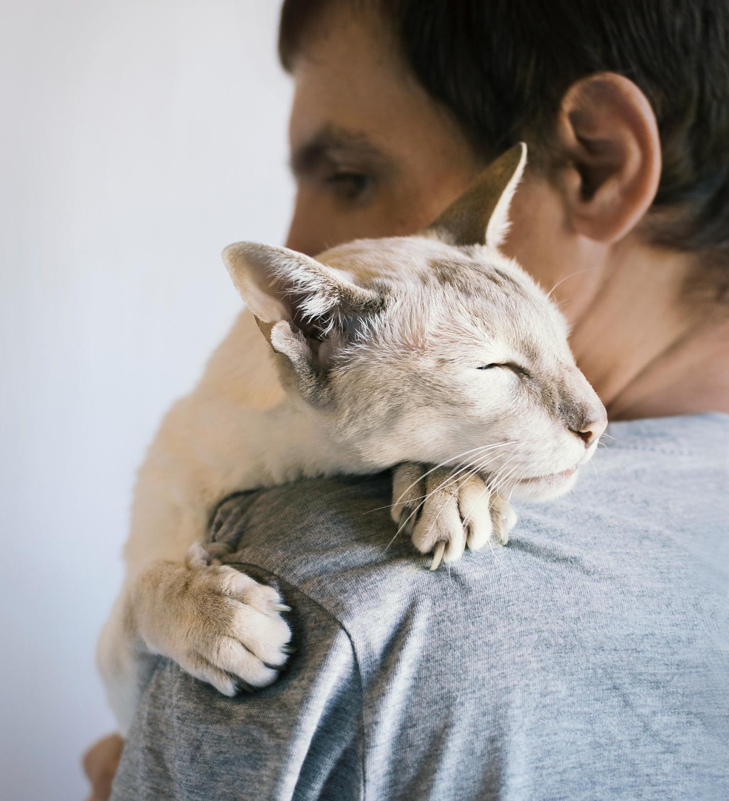 Лимфома у кошек и котов: симптомы, диагностика и лечение