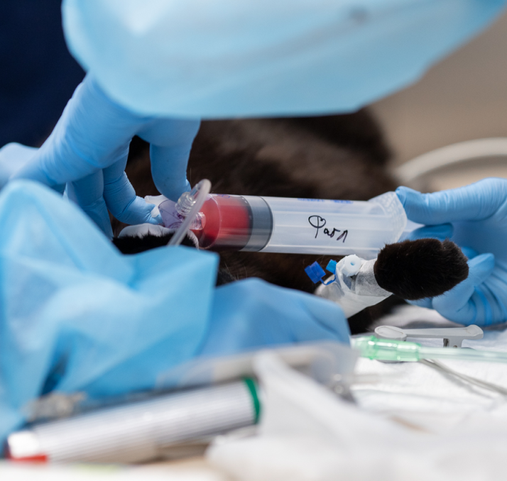 Питомец едет к ветеринару