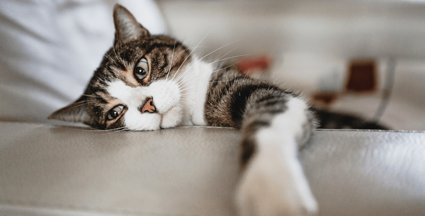 Симптомы эндокринных заболеваний у собак и кошек(Эндокринология)