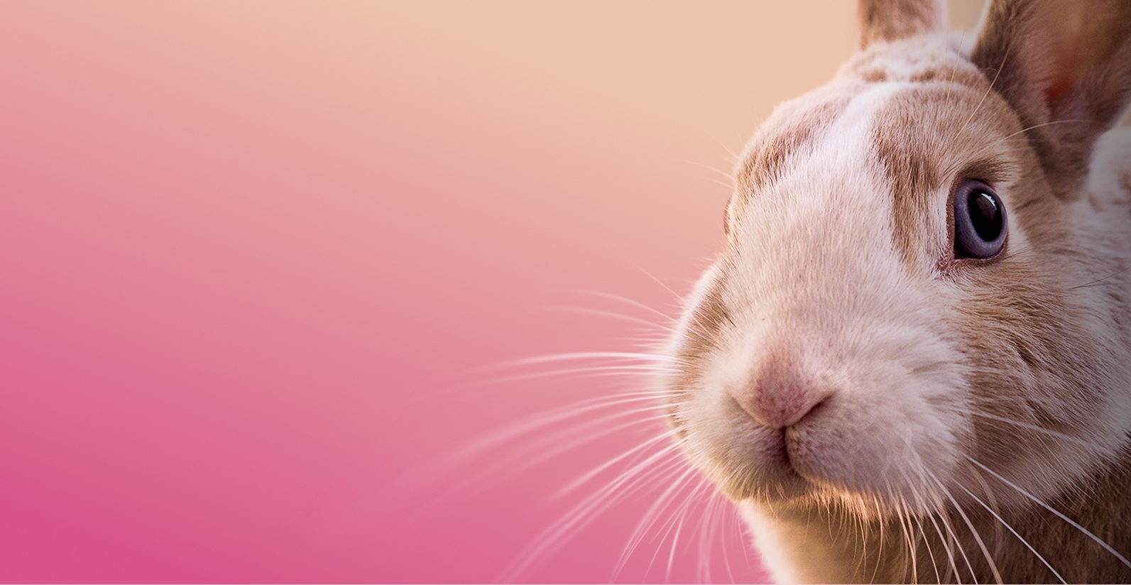 Предложение-1. Версия планшета