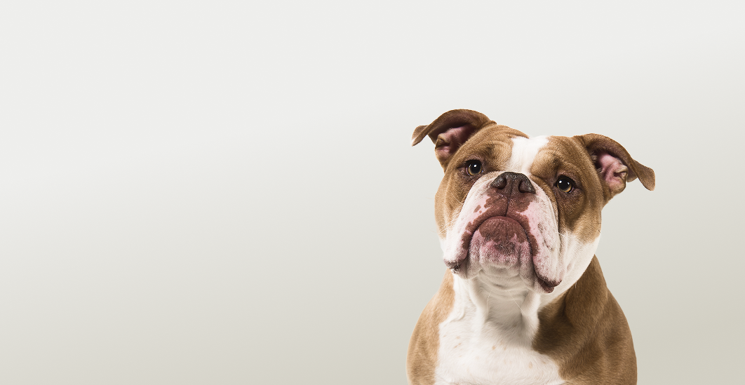 Предложение-4. Версия планшета