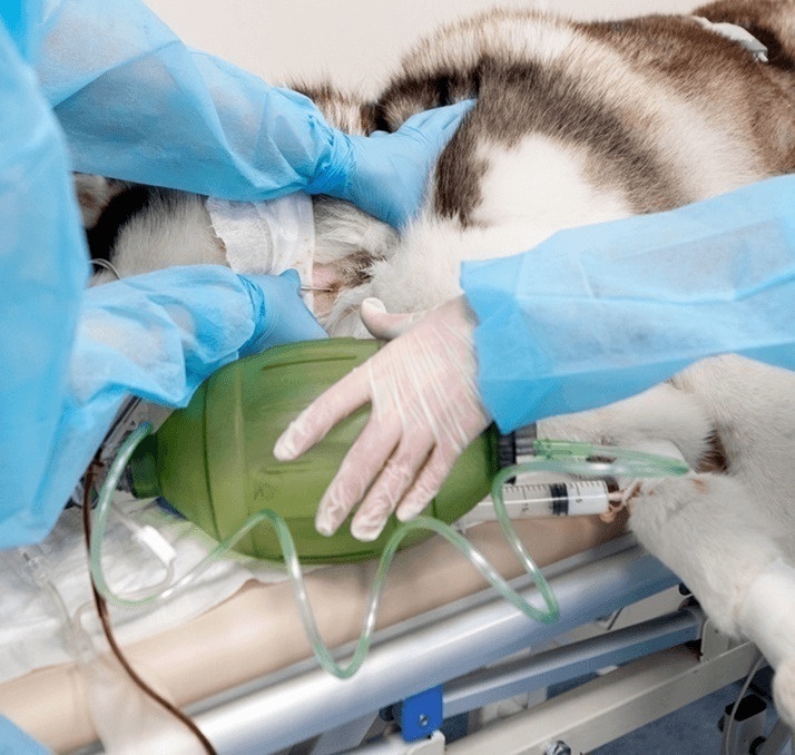 Питомец едет к ветеринару