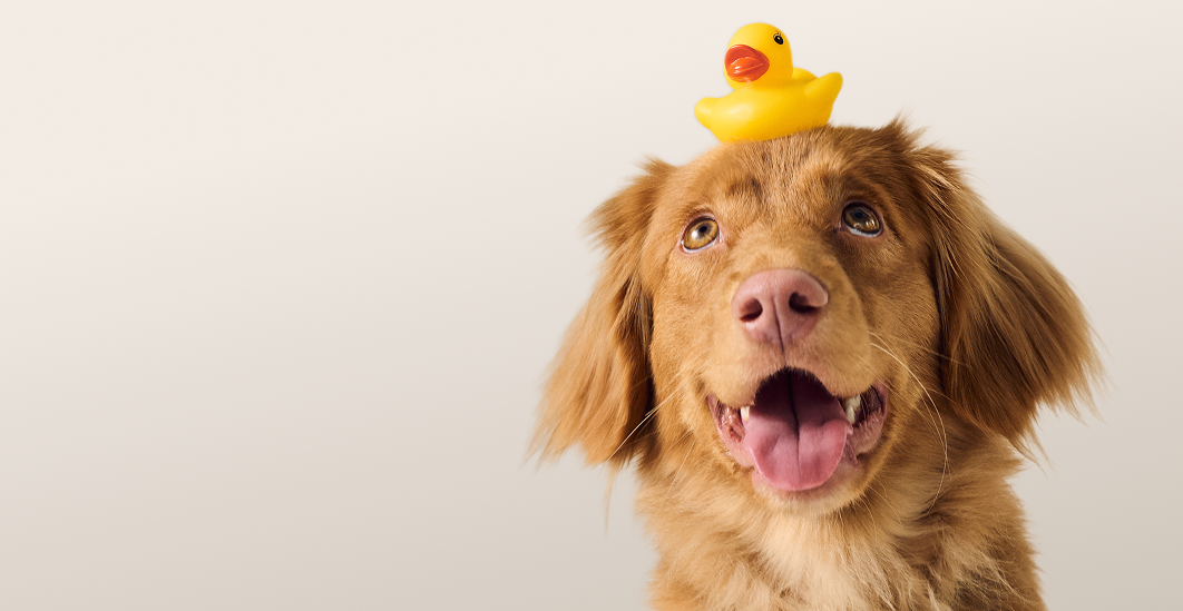 Предложение-12. Версия планшета