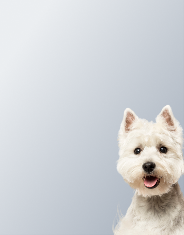 Предложение-5. Мобильная версия