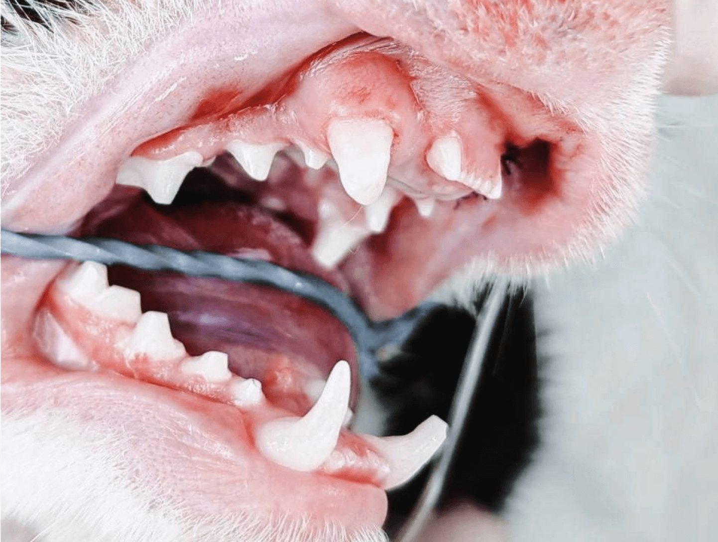 Питомец едет к&nbsp;ветеринару