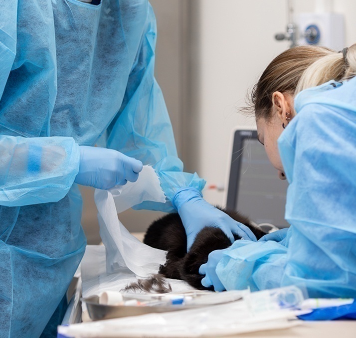 Питомец едет к ветеринару