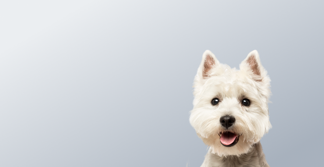 Предложение-5. Версия планшета