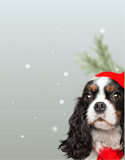 Предложение2. Мобильная версия