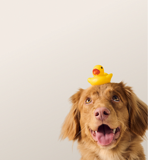 Предложение12. Мобильная версия