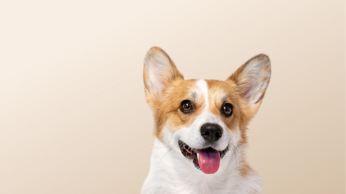 Предложение-0