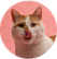 Кот
