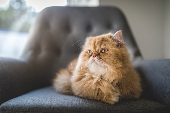 Острое повреждение почек на фоне обструкции мочеточников у кошек