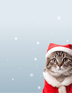 Предложение3. Мобильная версия