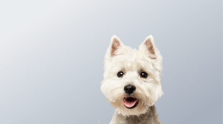 Предложение-4