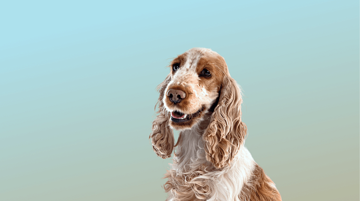 Предложение-0