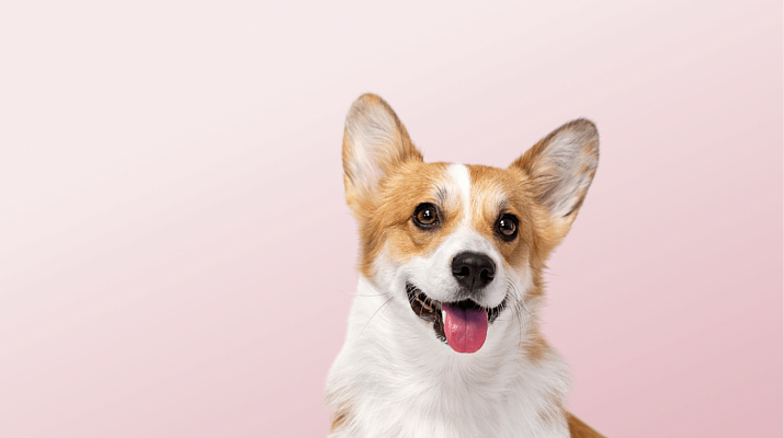 Предложение-2