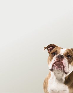 Предложение3. Мобильная версия