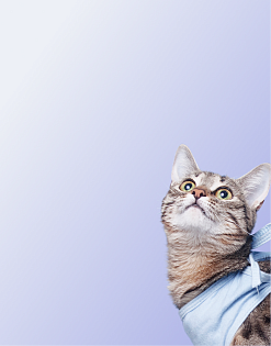 Предложение5. Мобильная версия