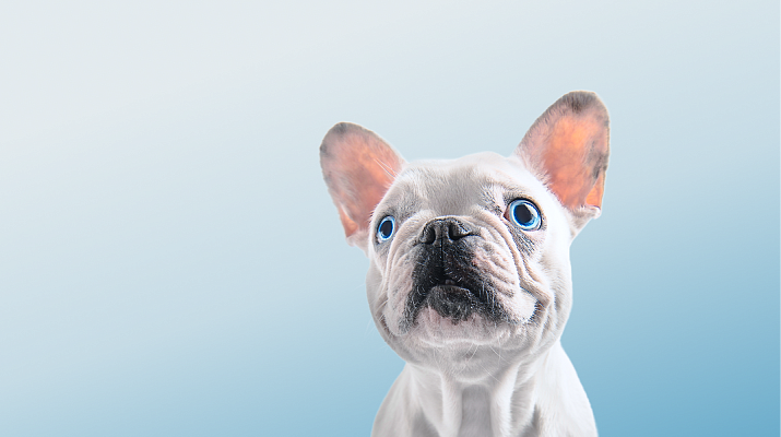 Предложение-2