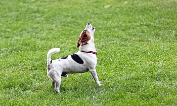 Громкий лай