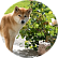 Кейси