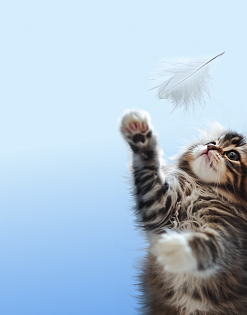 Предложение10. Мобильная версия