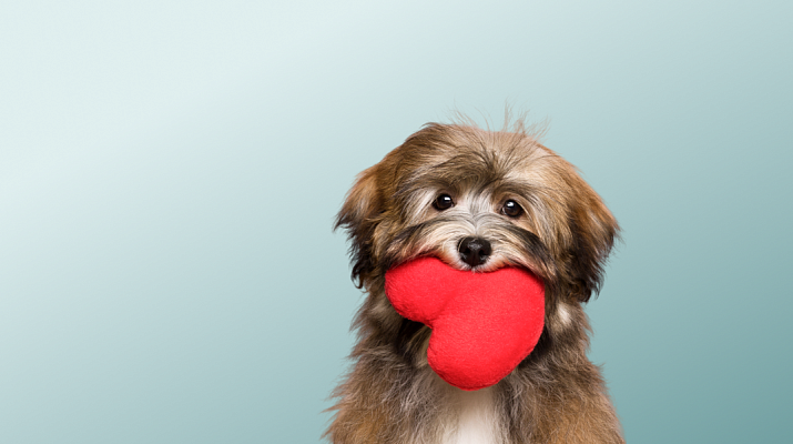 Предложение-2