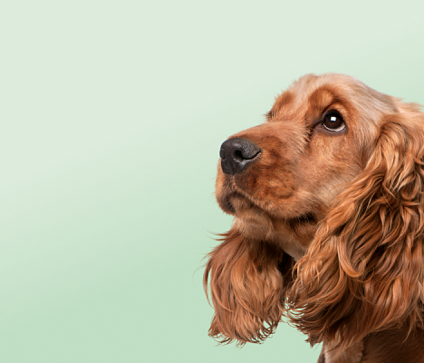 Предложение-9