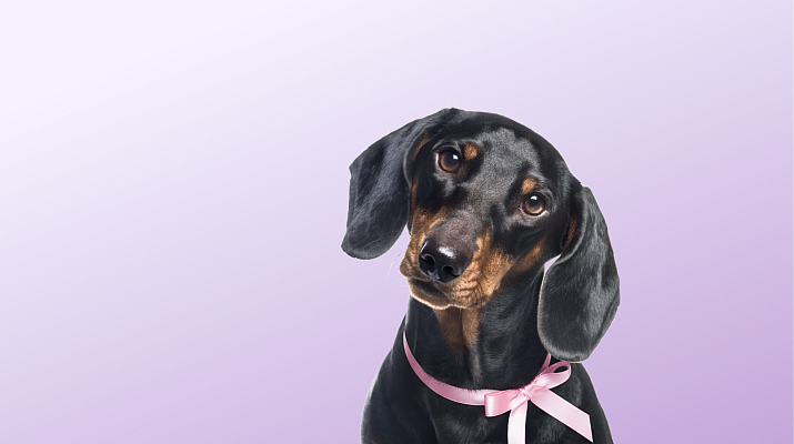 Предложение-1