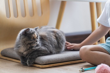 Поликистоз почек у кошек