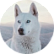 Тор