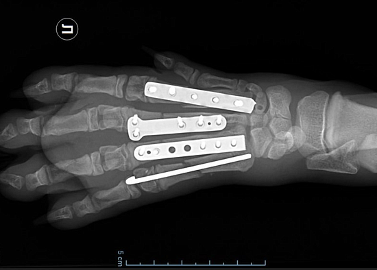 Остеосинтез у собак и кошек