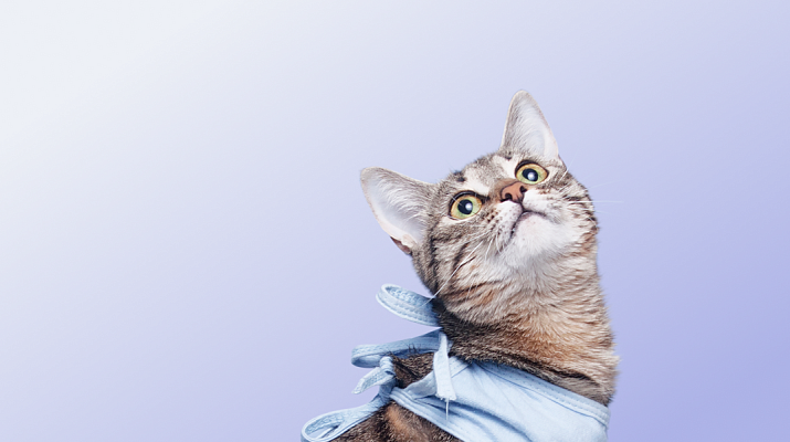 Предложение-5