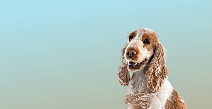 Предложение0. Версия планшета