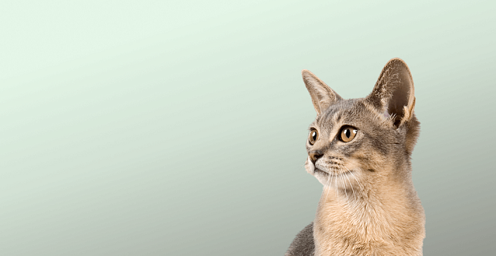 Предложение1. Версия планшета